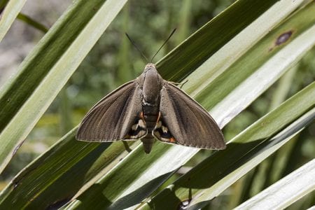 Adulto de Paysandisia archon, el barrenador de las palmeras