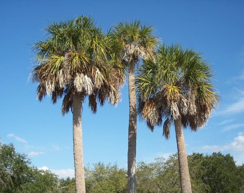 Ejemplar adulto de Sabal palmetto con tronco desarrollado
