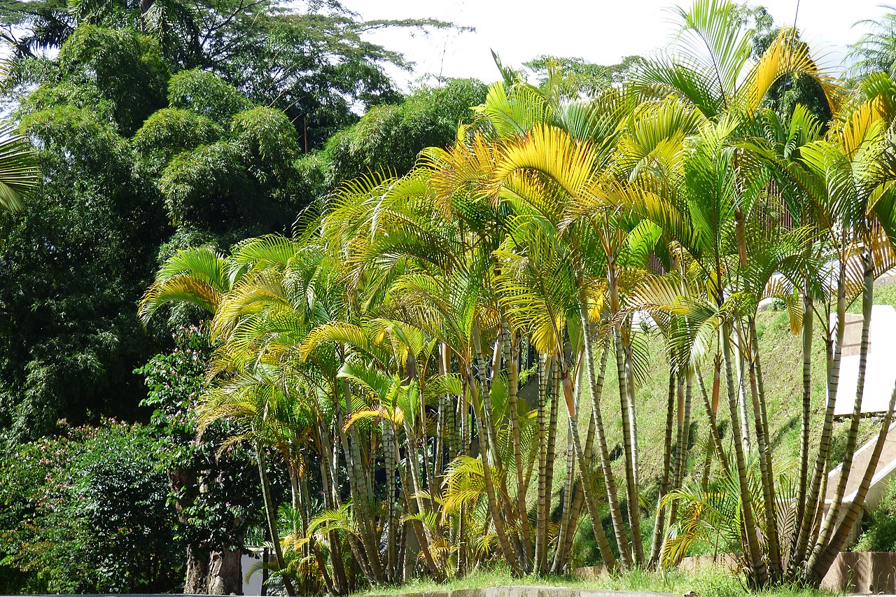 Esquejes de palmera: por qué no funcionan y qué hacer en su lugar