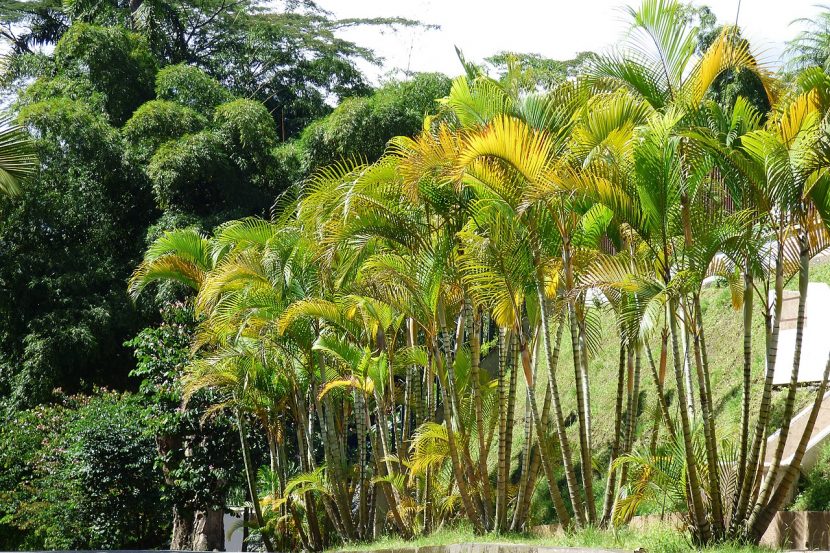 Dypsis lutescens o areca, palmera cespitosa que admite división de mata