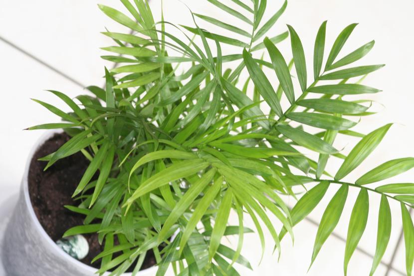 Chamaedorea elegans o palmera de salón