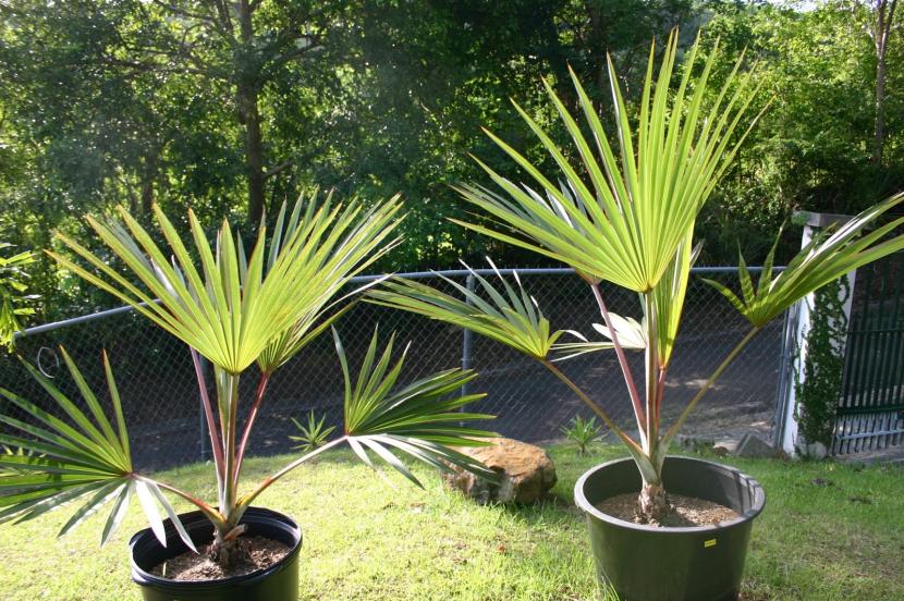 Latania, palmera ornamental de hoja en abanico