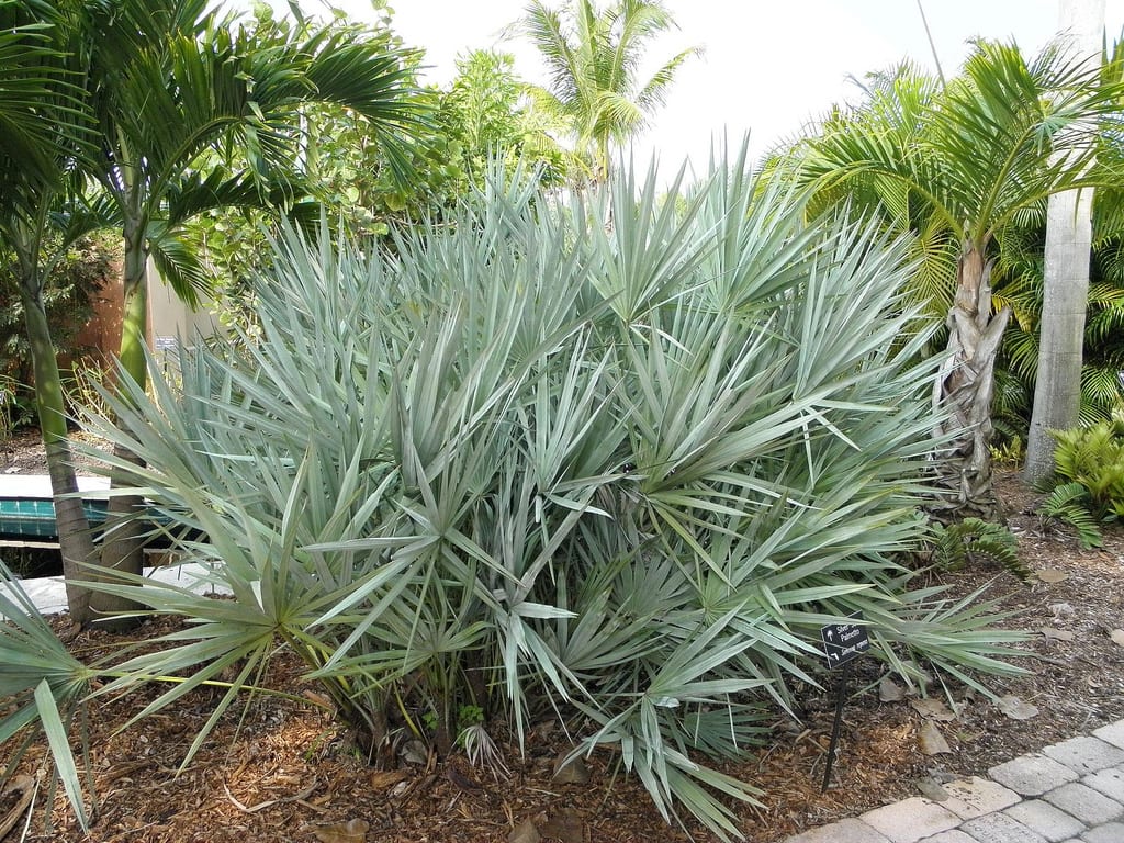 Serenoa repens: guía de cultivo del palmito salvaje