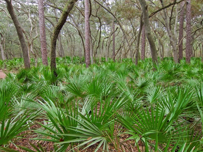 Ejemplar de Serenoa repens con sus hojas palmeadas en abanico
