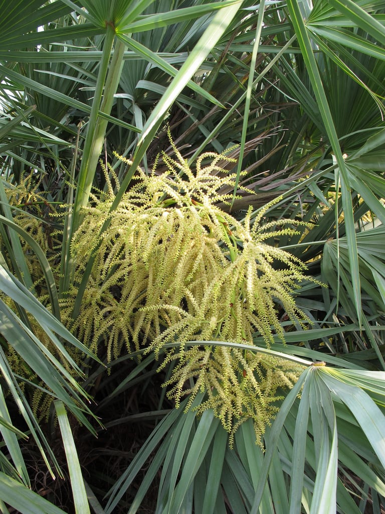 Inflorescencia de flores blancas de Serenoa repens