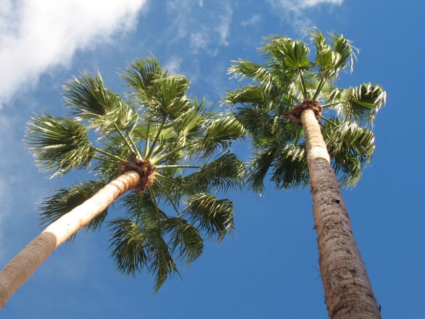 Washingtonia adulta en un jardín, con el tronco esbelto y la copa alta