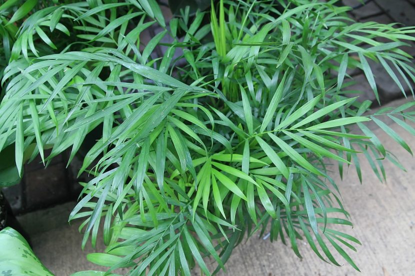 Chamaedorea elegans, la palmera de salón, en maceta