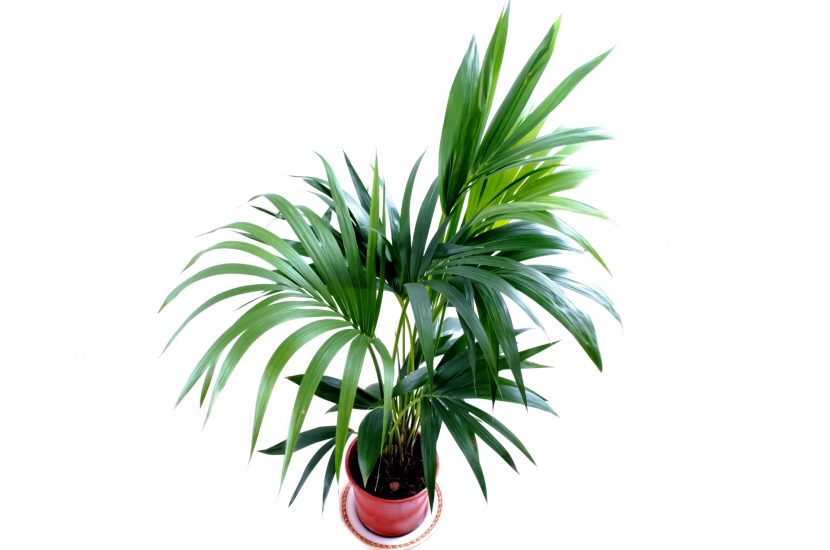 Kentia (Howea forsteriana) cultivada en interior junto a una ventana