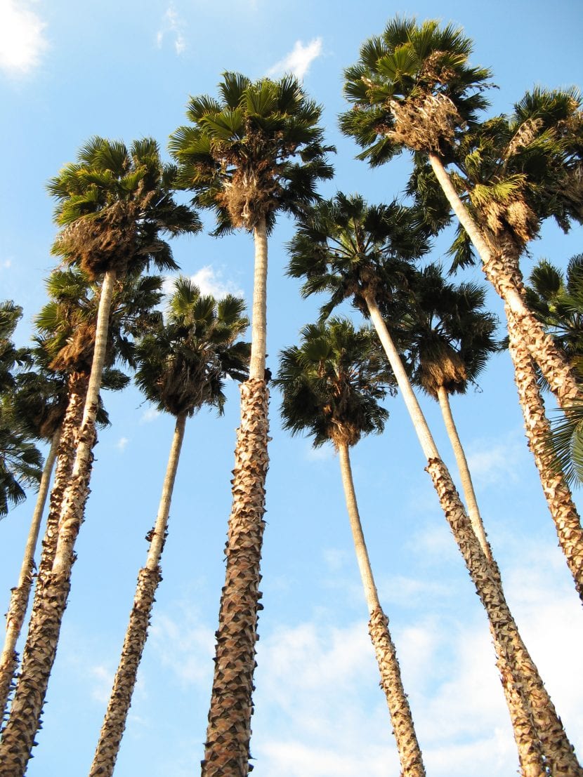 Washingtonia robusta de tronco esbelto y gran altura