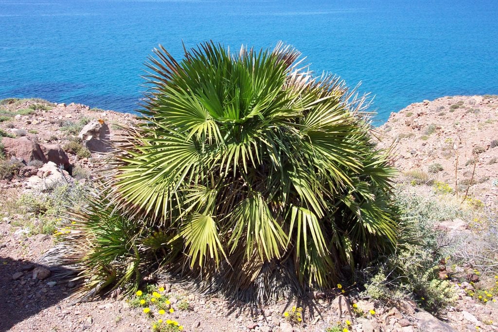 Tipos de palmeras en España: nativas y cultivadas