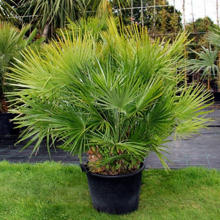 Palmito, Chamaerops humilis, en cultivo
