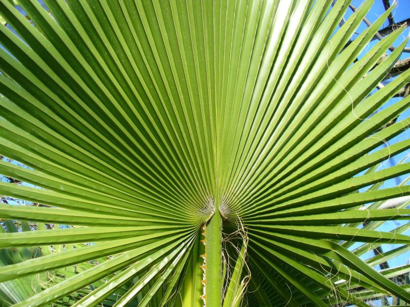 Ejemplar de Washingtonia filifera con tronco grueso y hojas grisáceas