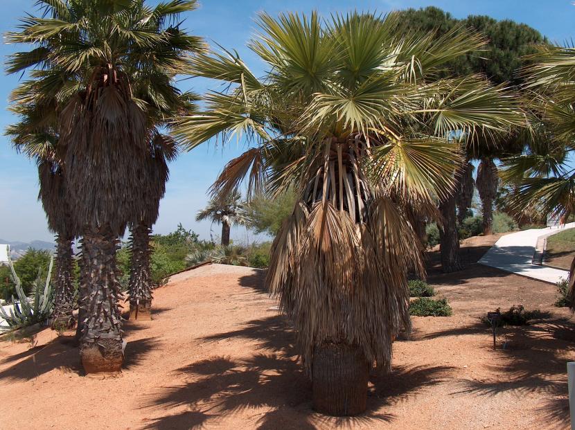 Washingtonia robusta de tronco esbelto en un jardín