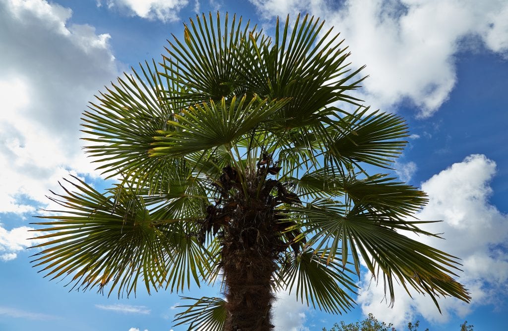 Trachycarpus fortunei: rusticidad, cultivo y cuidados