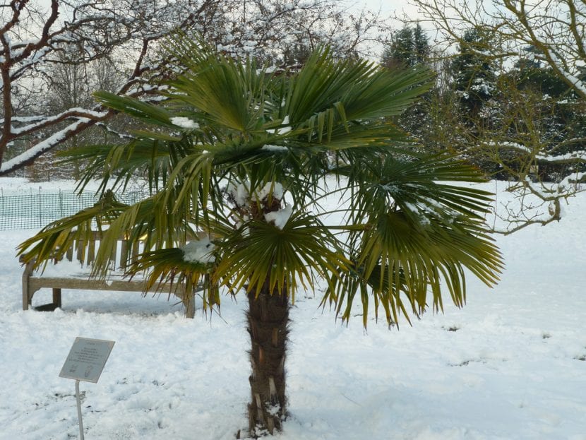 Ejemplar de Trachycarpus fortunei con su copa de hojas palmeadas