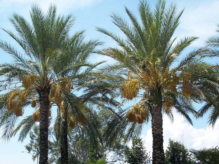 Palmeras datileras adultas en un jardín mediterráneo