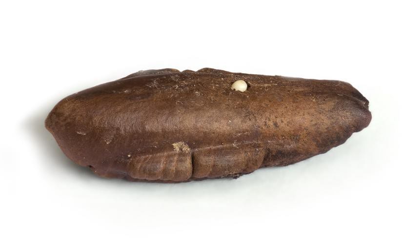 Hueso de dátil germinando con su primera raíz