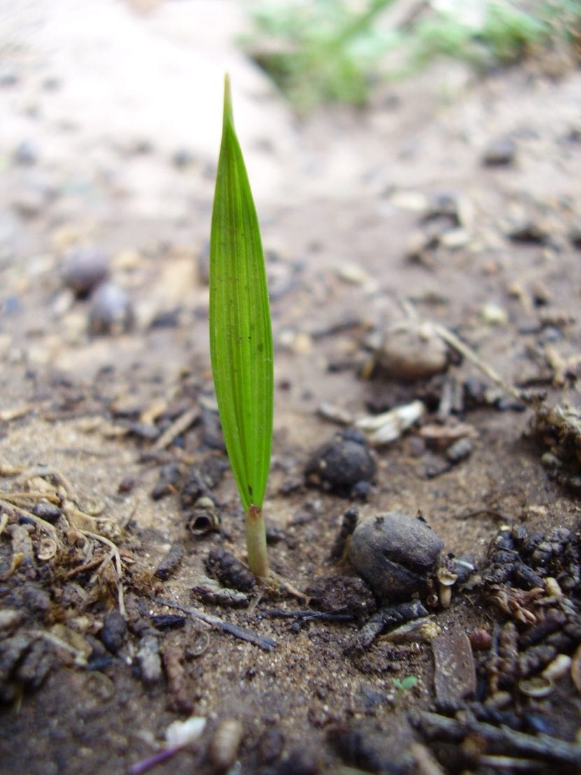 Ejemplar adulto de Washingtonia filifera con su tronco grueso y la copa de hojas grisáceas