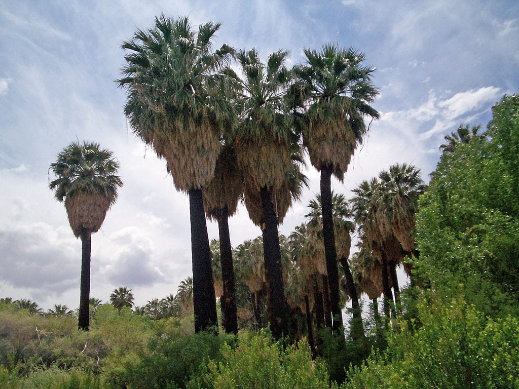 Washingtonia filifera: cultivo, riego y resistencia al frío