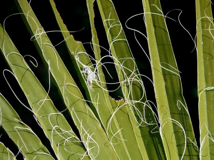 Hoja de Washingtonia filifera con los filamentos blancos característicos entre los segmentos