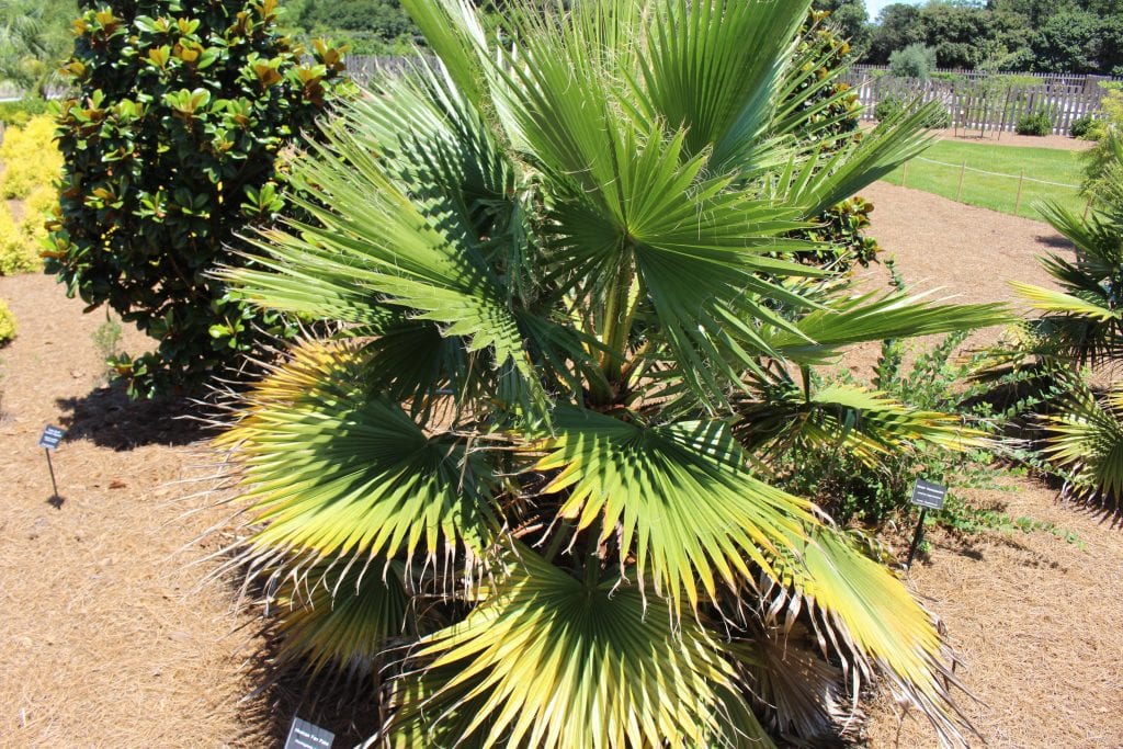 Washingtonia robusta: cuidados, riego, poda y frío que aguanta