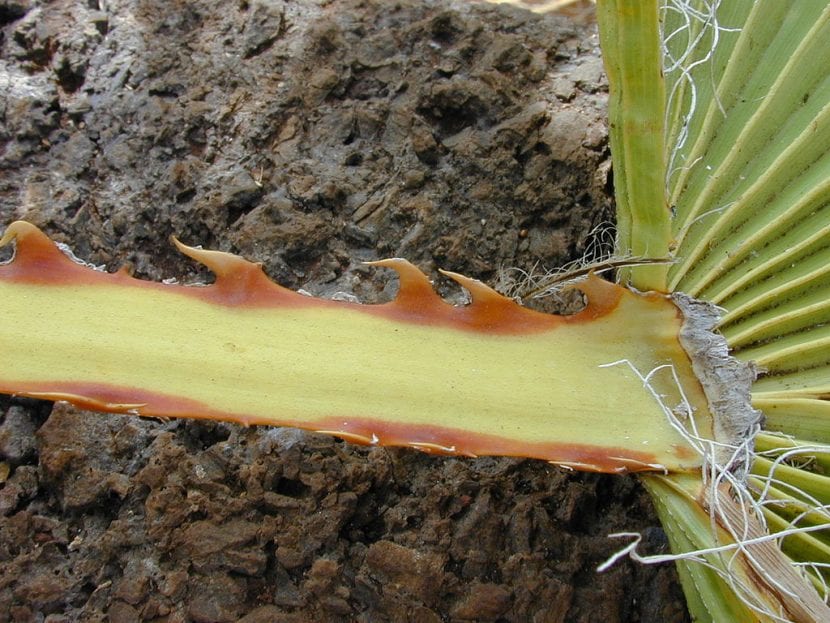 Detalle de los dientes espinosos del pecíolo de Washingtonia robusta