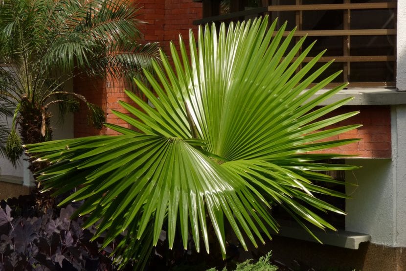 Hojas en abanico de Washingtonia robusta vistas desde abajo
