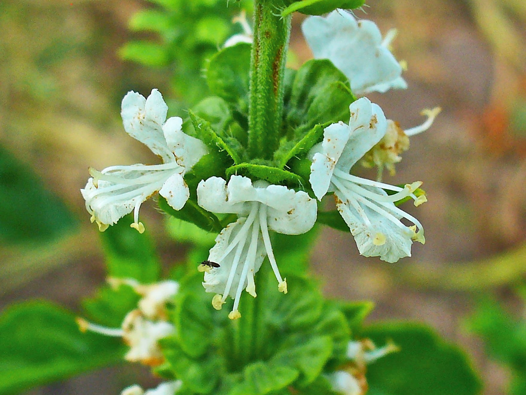 Espigas florales de Ocimum basilicum