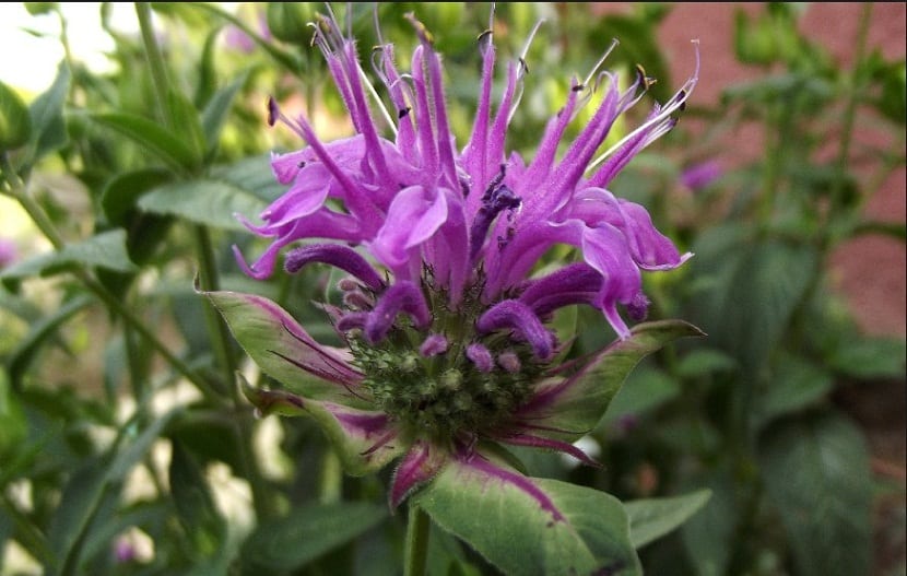 Flores rojas de Monarda didyma