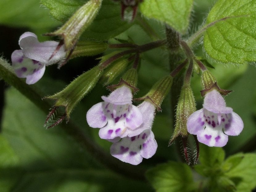 Flores blancas y lilas de Calamintha nepeta