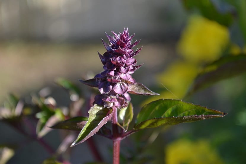 Espiga floral de la albahaca morada