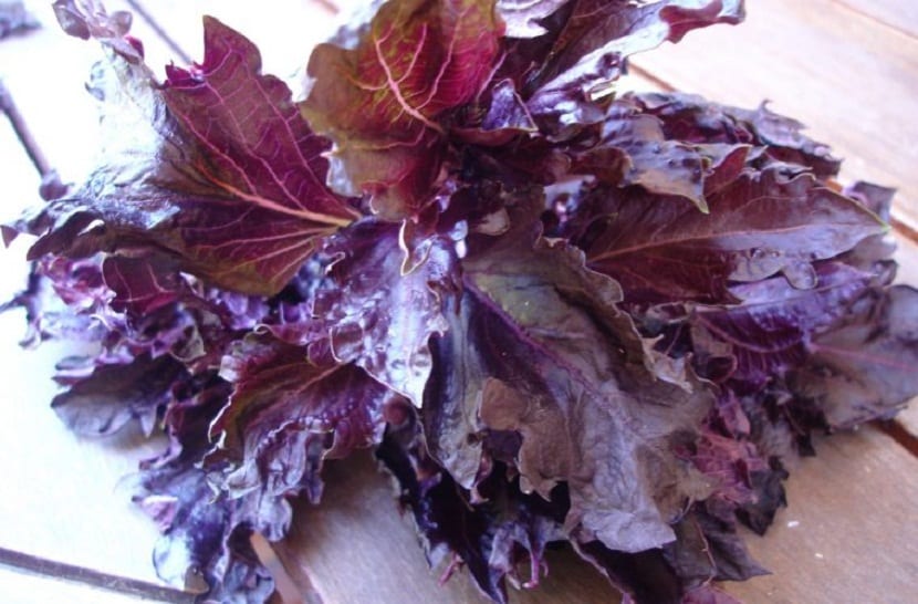 Hojas de albahaca morada