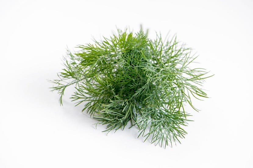 Eneldo: características, siembra y cuidados de Anethum graveolens