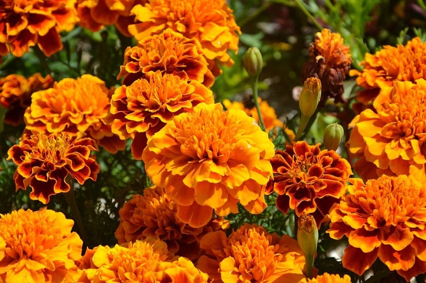 Clavel de la India (Tagetes patula): cultivo y cuidados