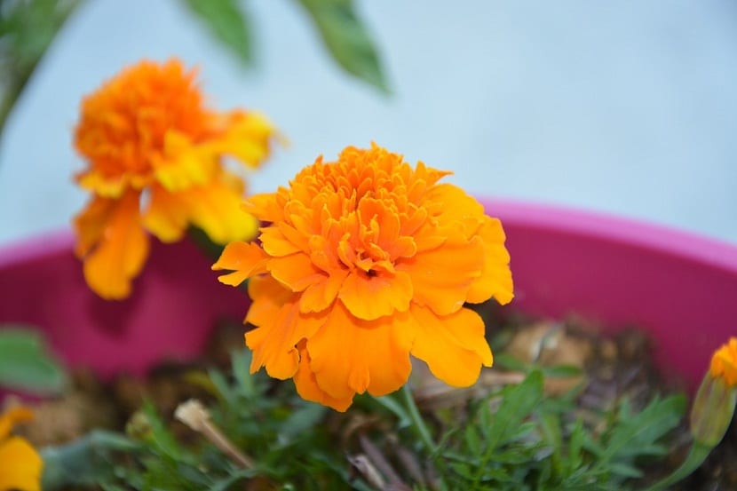 Clavel de la India plantado en maceta