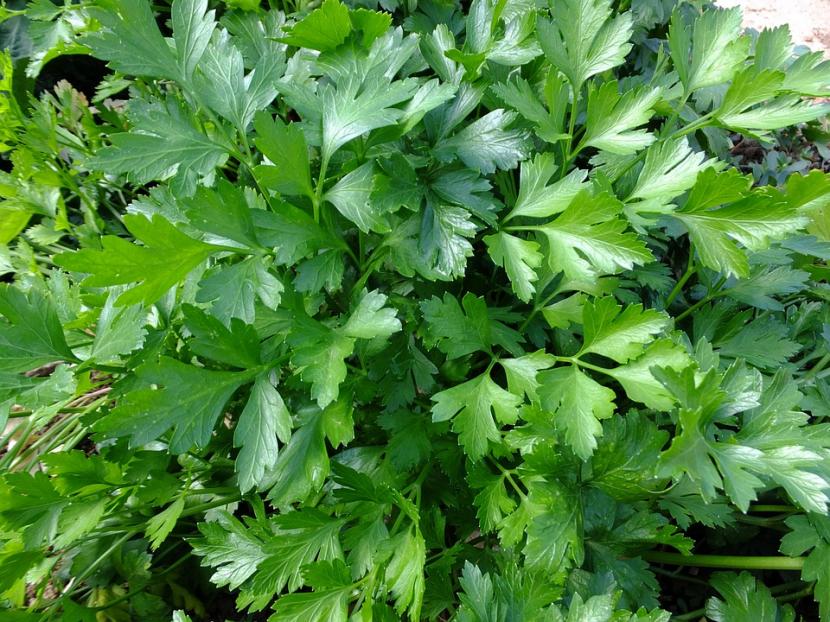 Cómo plantar perejil en el huerto y en maceta paso a paso