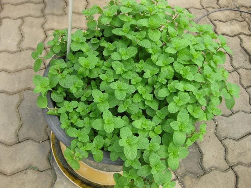 Maceta de hierbabuena cultivada en balcón