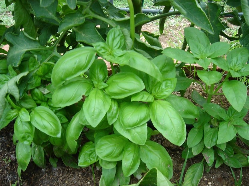 Planta joven de albahaca en maceta