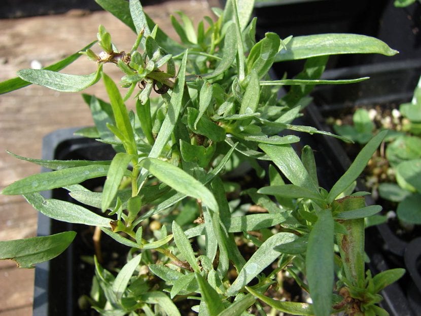 Mata de estragón (Artemisia dracunculus) con sus hojas lineales