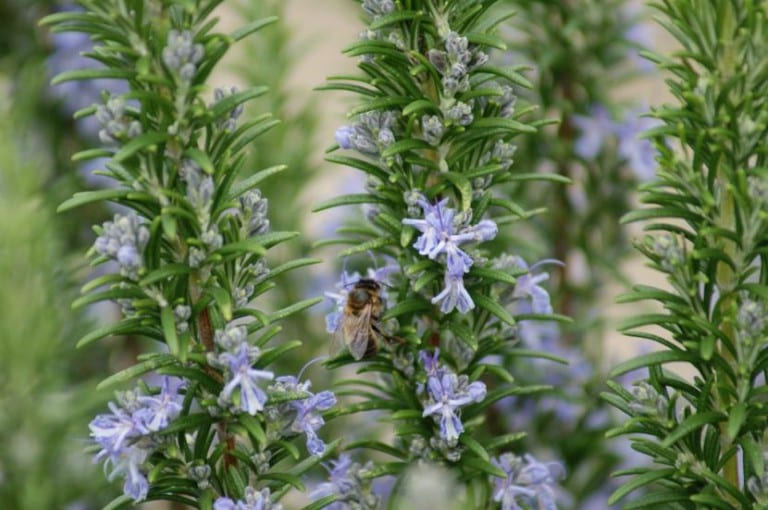 Mata de romero en flor
