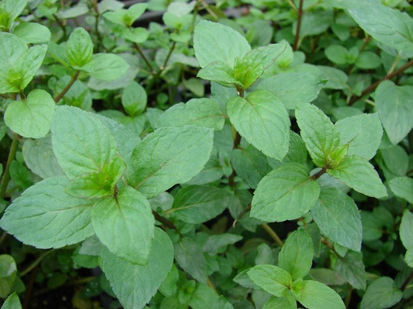 Planta de menta con hojas y espigas florales