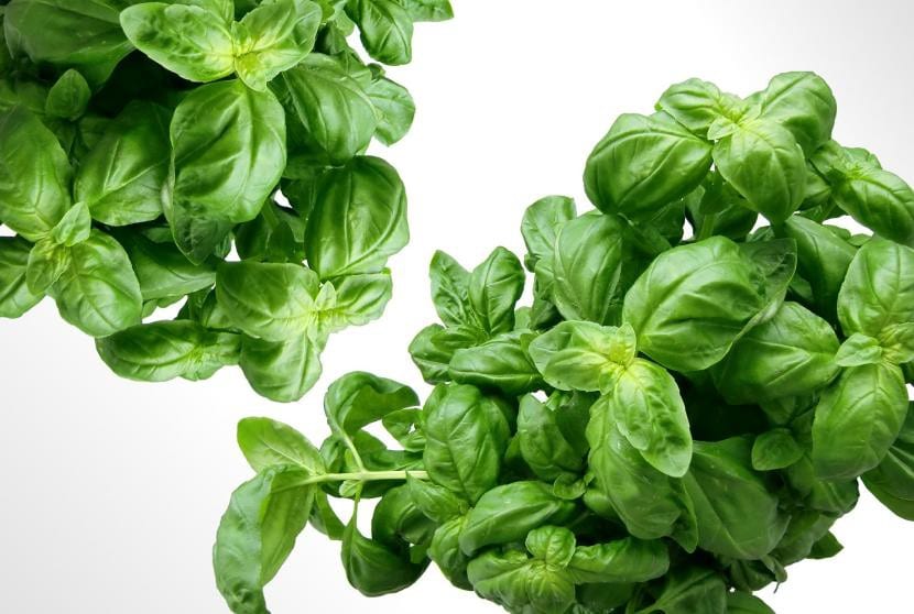 Albahaca de hoja tierna apta para esquejar