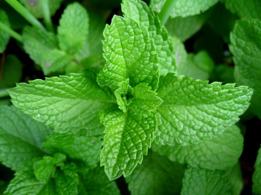 Hierbas aromáticas que enraízan en agua y cómo trasplantarlas