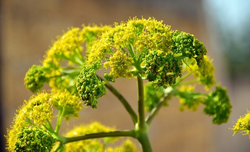 Mata de hinojo silvestre en flor con sus umbelas amarillas