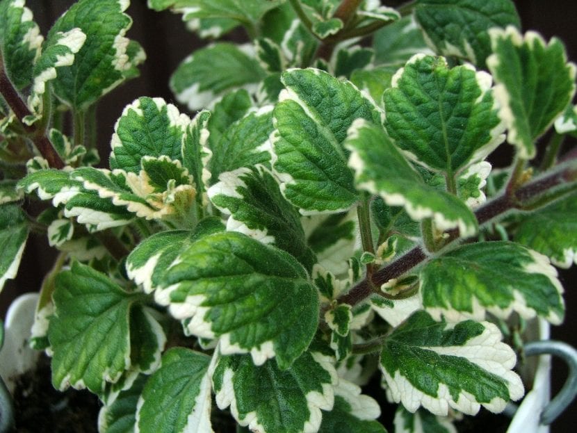 Hojas aterciopeladas con borde blanco de la planta del incienso