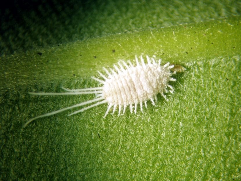 Cochinilla algodonosa en el envés de una hoja