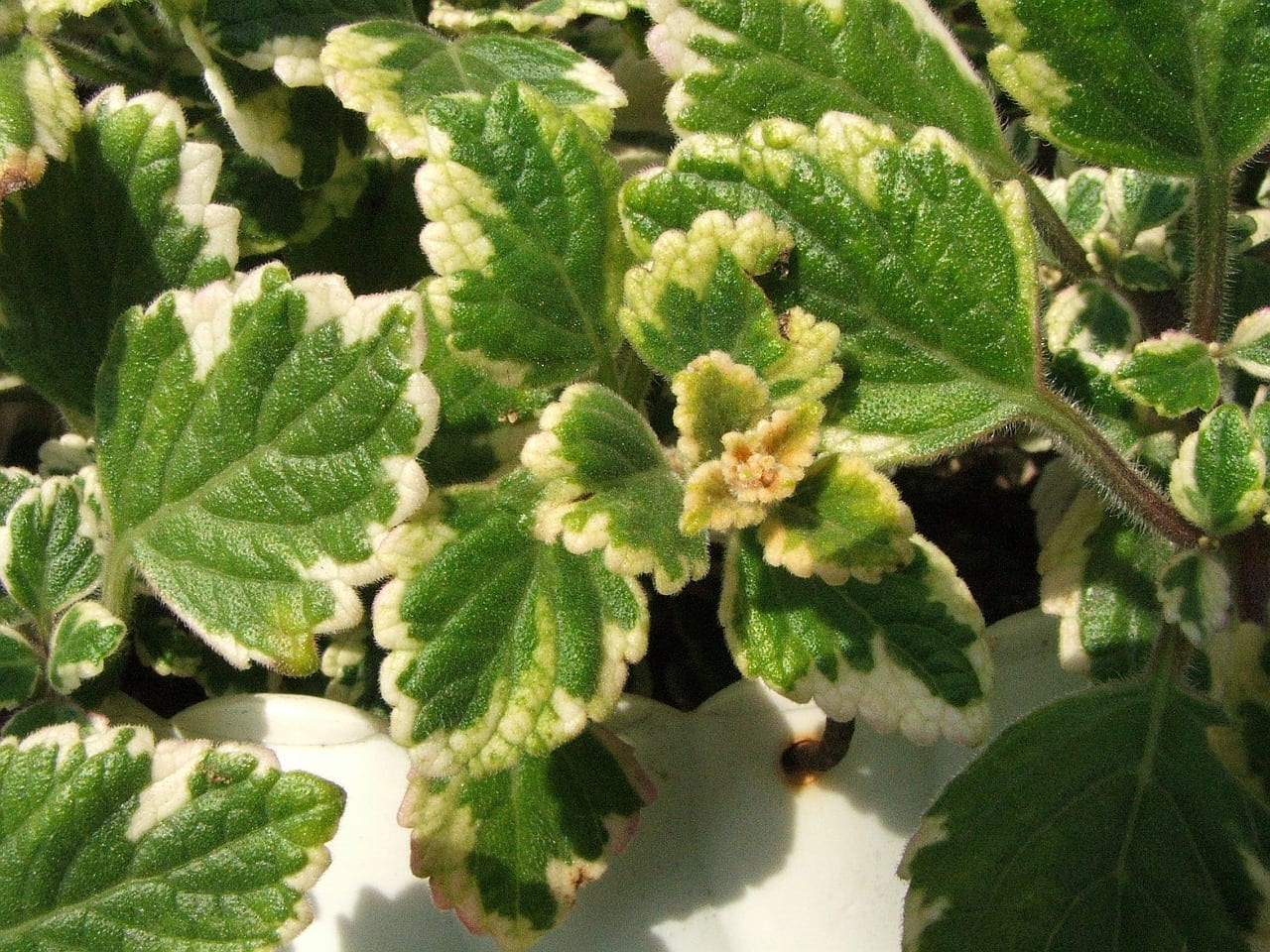 Planta de incienso (Plectranthus): cuidados y poda