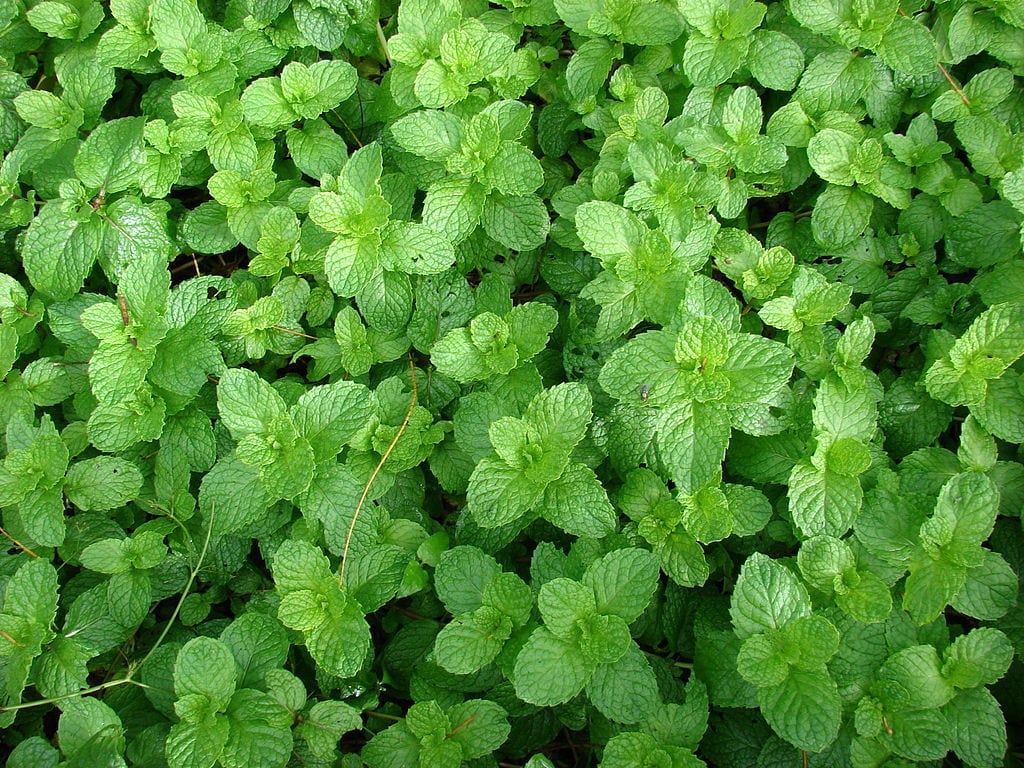 Plantas aromáticas de interior que sí aguantan en casa