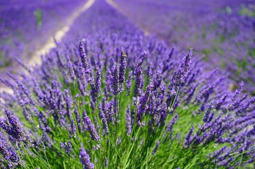 Campo de lavanda en flor