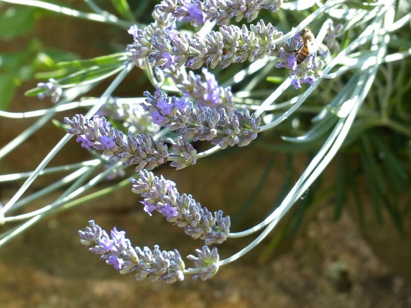 Insectos sobre los tallos de una planta aromática